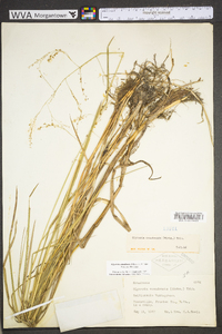 Glyceria canadensis image