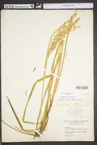 Glyceria canadensis image