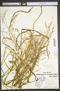 Glyceria canadensis image