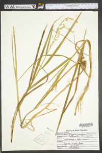 Glyceria canadensis image