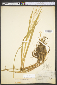 Glyceria canadensis image