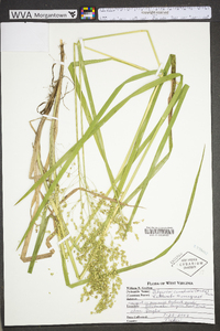 Glyceria canadensis image