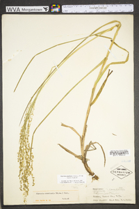 Glyceria canadensis image