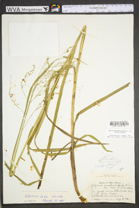 Glyceria canadensis image