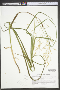 Glyceria canadensis image