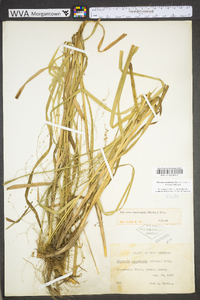 Glyceria canadensis image