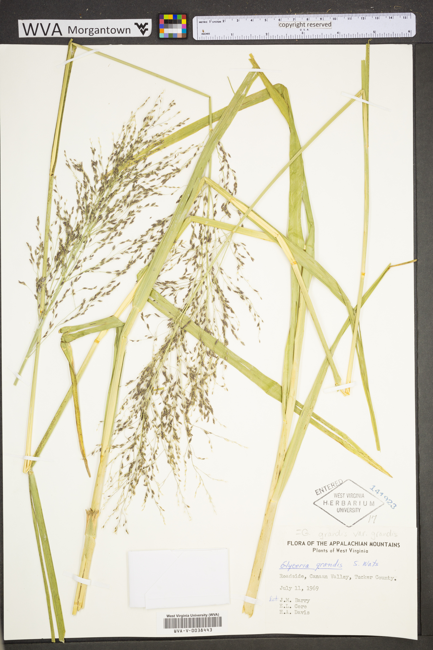 Glyceria grandis var. grandis image