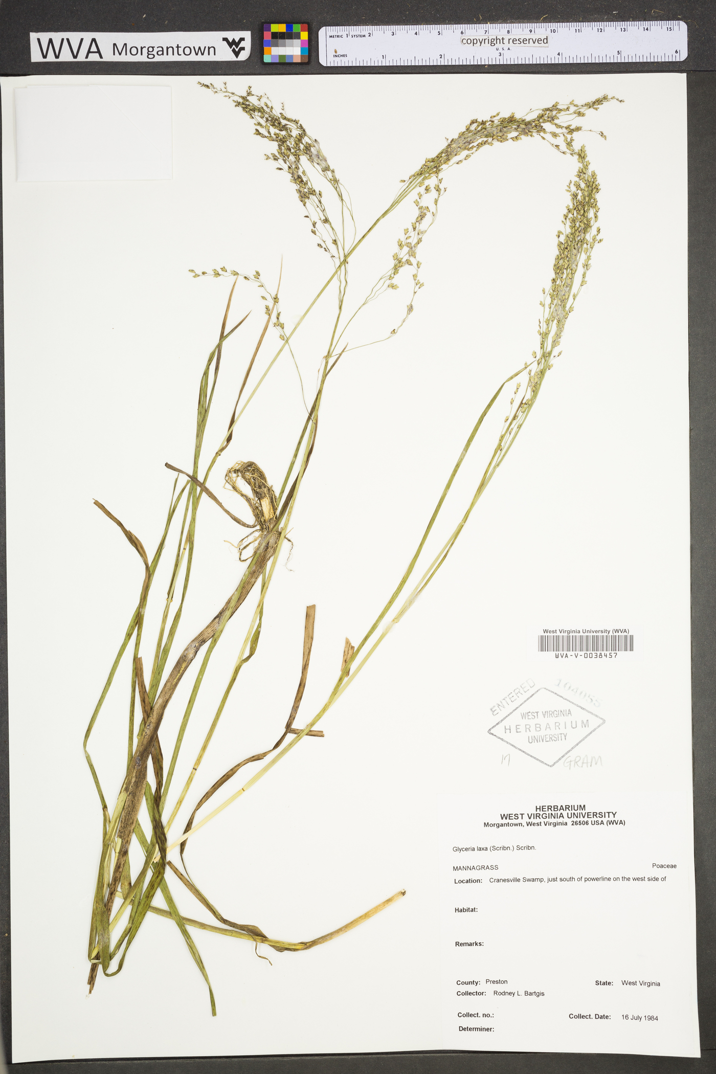 Glyceria laxa image