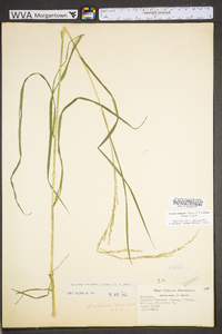 Glyceria melicaria image