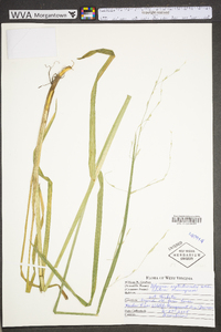 Glyceria septentrionalis image