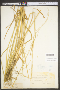 Glyceria septentrionalis image