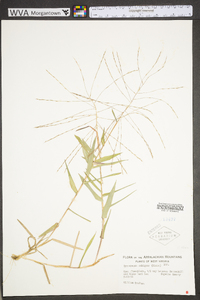 Gymnopogon ambiguus image