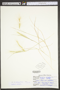 Hordeum jubatum subsp. jubatum image