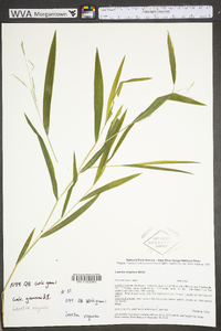 Leersia virginica image