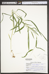 Leersia virginica image