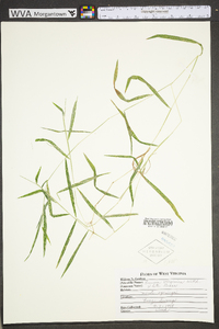 Leersia virginica image