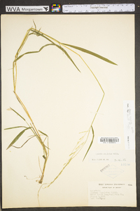 Leersia virginica image