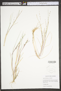 Diplachne fusca subsp. fascicularis image