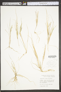 Diplachne fusca subsp. fascicularis image