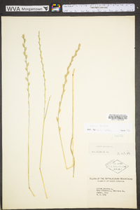 Lolium perenne subsp. perenne image