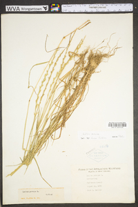 Lolium perenne subsp. perenne image