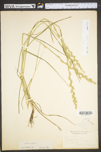 Lolium perenne subsp. perenne image