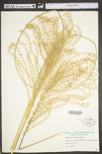 Miscanthus sinensis image