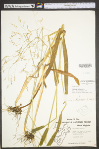 Milium effusum var. cisatlanticum image