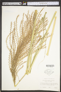 Miscanthus sinensis image