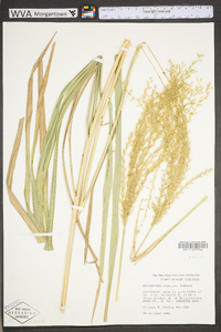 Miscanthus sinensis image