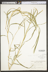 Muhlenbergia frondosa image