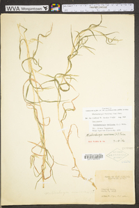 Muhlenbergia frondosa image