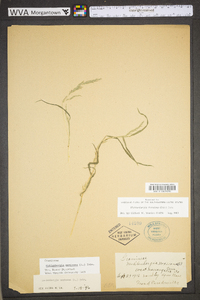 Muhlenbergia frondosa image