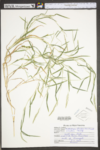 Muhlenbergia frondosa image