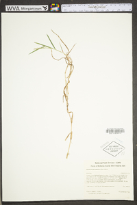 Muhlenbergia frondosa image