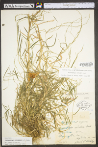 Muhlenbergia schreberi image