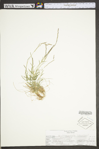 Muhlenbergia schreberi image