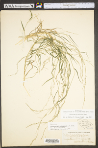 Muhlenbergia schreberi image