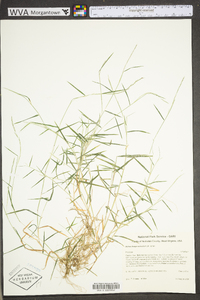 Muhlenbergia schreberi image