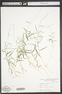 Muhlenbergia schreberi image