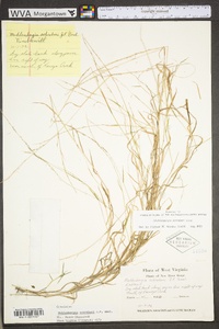 Muhlenbergia schreberi image