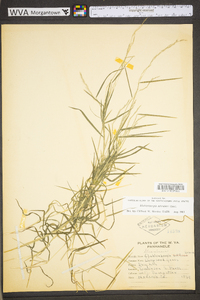 Muhlenbergia schreberi image