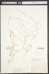 Muhlenbergia schreberi image