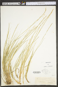 Muhlenbergia mexicana image