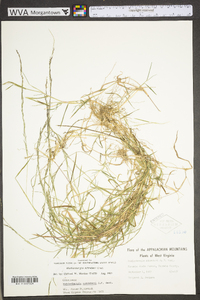 Muhlenbergia schreberi image