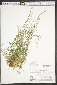 Muhlenbergia schreberi image