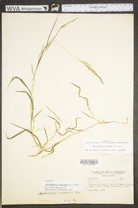 Muhlenbergia frondosa image