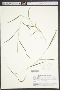 Muhlenbergia frondosa image