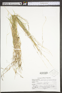 Muhlenbergia frondosa image