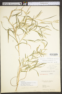 Muhlenbergia frondosa image